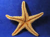 The bottom of a sugar starfish has deep grooves.
