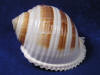 Thin yet sturdy banded tun seashell.