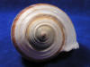 Hermit crab shell with cool brown stripe design.