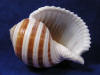 Sulcose Tonna are striped seashells.