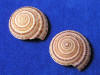 Sundial Sea Shells