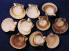 The undersides of argopecten gibbus sunset scallops sea shells are white or brown.
