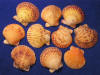 Sunset Scallops are orange seashells.