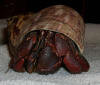Hermit crab wearing a large brown turbo seashell.