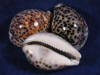 Tiger Cowrie seashells with spots.