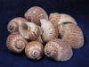 Tiger Moon seashells are natica tigrina shells.