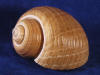 Tonna Oleria Seashells