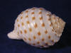 Light weight tessalata hermit crab shell.