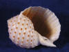 Aperture of a tonna dolium tessalata seashell.