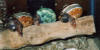 Three hermit crabs wearing pearl banded tapestry turbo sea shells.