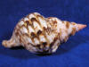 Atlantic triton trumpet shell.