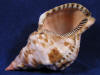 Atlantic triton shell.