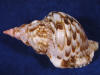 Atlantic triton seashell with beautiful brown and white patterns and a very pink tip.