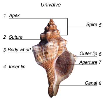 Basic anotomy of univalve sea shells.