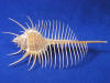 Perfect long spines of a venus comb murex seashell.