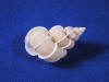 Dainty precious wentletrap epitonium scalare seashell.