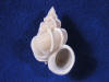 Aperture of a precious wentletrap epitonium scalare seashell.