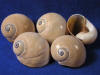 Whale Eyes seashells are also known as Polinices didyma shells.