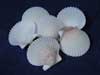 White Florida Bay Scallops are mostly white with pink and brown.