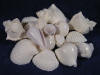 White seashells mix is perfect for decorating for your sea side wedding.