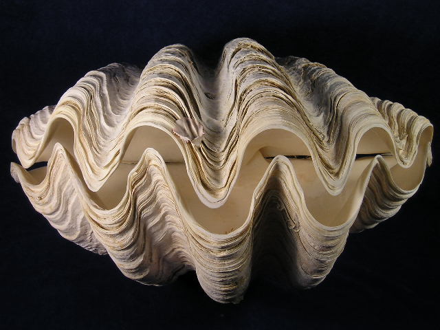 Whole Tridacna Gigas Clam Sea Shells