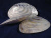 Whole pearl clams.