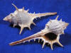 Woodcock Murex are small seashells with spikes.