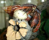 Hermit crab wearing japanese land snail seashell. Also known as fairy land snail.