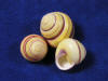 Yellow banded land snails.